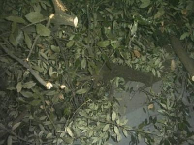 Diversi interventi per il vento forte a Cava de�Tirreni da parte della Protezione Civile